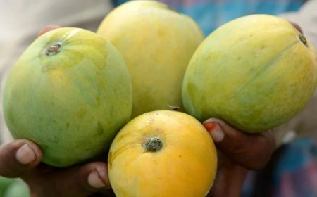 বাজারে আসতেই গোপালভোগের চড়া মেজাজ, দাম বেড়েছে দ্বিগুণ