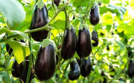 বেগুনে ক্ষতিকর ধাতু, মাটিদূষণে অন্য সবজি নিয়েও শঙ্কা