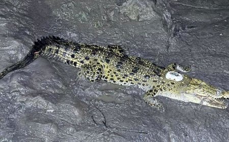 স্যাটেলাইট ট্যাগ নিয়ে সুন্দরবনের কুমির ঘুরছে পিরোজপুরে