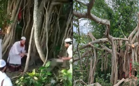 শিরক ও গুনাহ’র কাজ  আখ্যা দিয়ে কেটে ফেলা হলো শতবর্ষী বটগাছটি