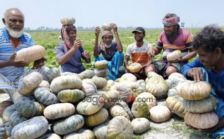 বালুচরে মিষ্টি কুমড়া চাষ, ফলনে খুশি কৃষক