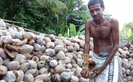 নারিকেল থেকে বছরে ১৫ হাজার কোটি টাকা আয় সম্ভব