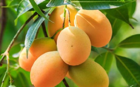 আমের উৎপাদন ও রপ্তানিতে রেকর্ড