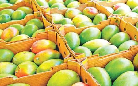 প্রথমবার চীনে গেল দেশীয় আম