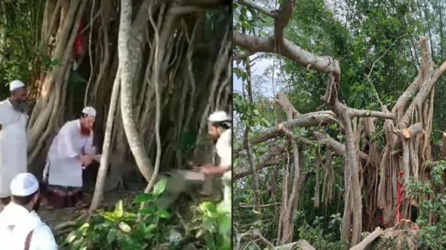 শিরক ও গুনাহ’র কাজ আখ্যা দিয়ে কেটে ফেলা হলো শতবর্ষী বটগাছটি