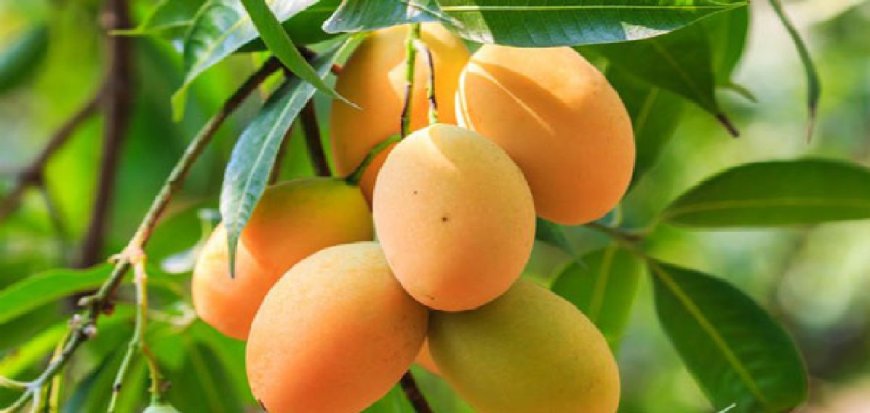 আমের উৎপাদন ও রপ্তানিতে রেকর্ড