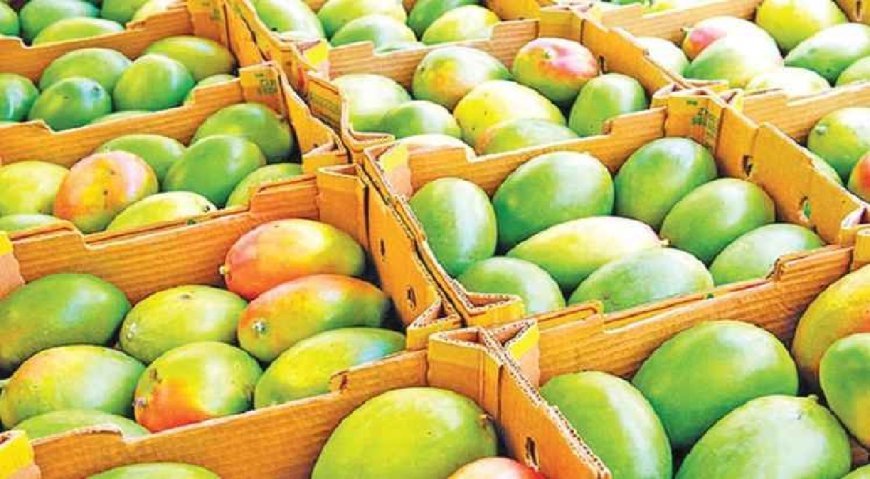 প্রথমবার চীনে গেল দেশীয় আম