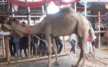 গাবতলী পশুর হাটে মূল আকর্ষণ দুম্বা ও উট