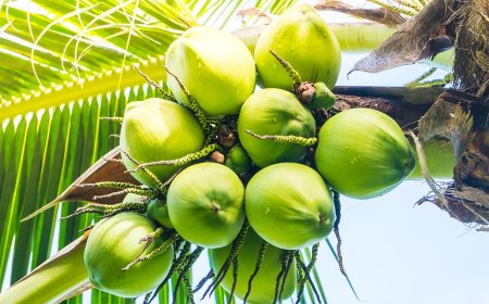 খালি পেটে ডাবের পানি খেলে শরীরে যা ঘটে