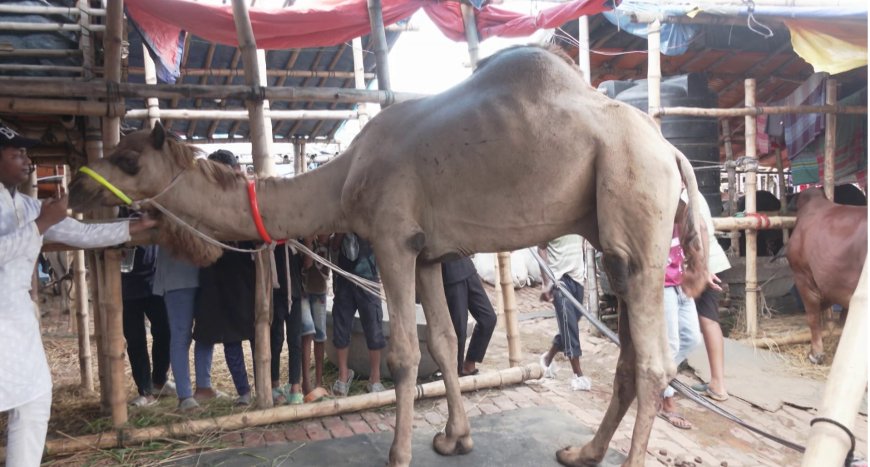 গাবতলী পশুর হাটে মূল আকর্ষণ দুম্বা ও উট