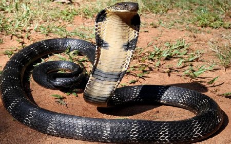 সাপে কামড়ালে কী করবেন ?