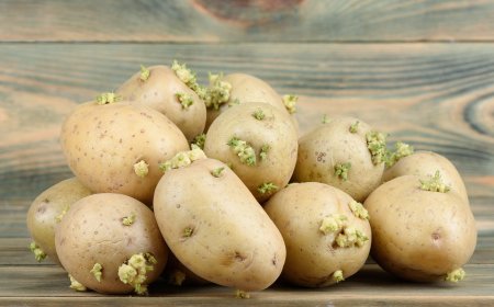 অঙ্কুরিত আলু কতটা স্বাস্থ্যকর