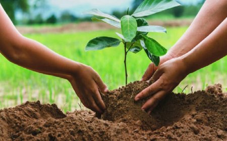 জুলাই গণঅভ্যুত্থানে শহীদদের স্মরণে বৃক্ষরোপণ