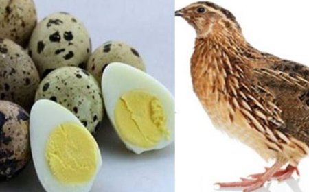 কোয়েলের ডিম কতটা খাওয়া উচিত!