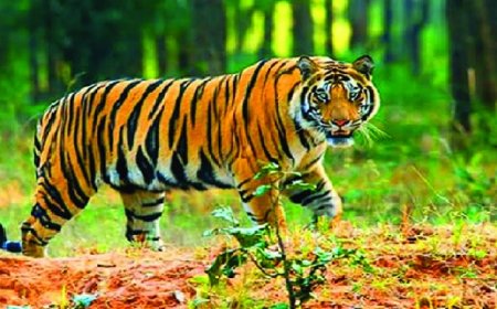 বিশ্ব বাঘ দিবস আজ