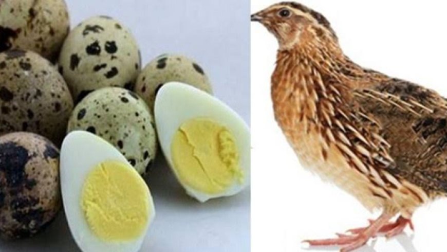 কোয়েলের ডিম কতটা খাওয়া উচিত!