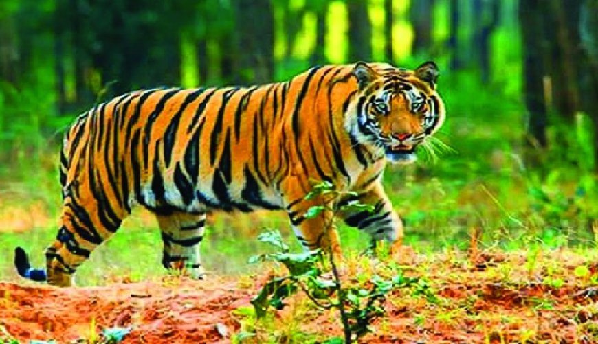 বিশ্ব বাঘ দিবস আজ