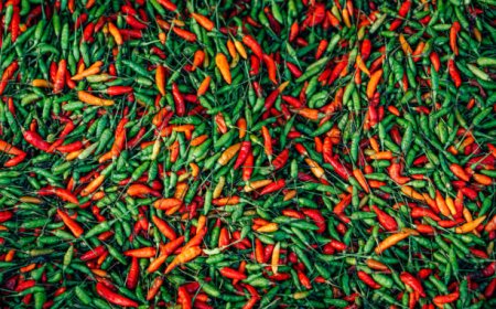 বৃষ্টিতে বাড়ল কাঁচা মরিচের দাম