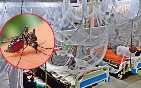 আগস্টে ডেঙ্গুতে প্রাণ গেল ৩৯ জনের