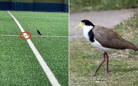 মাঠে ডিম পেড়েছে পাখি, এক মাসের জন্য বন্ধ মাঠ !