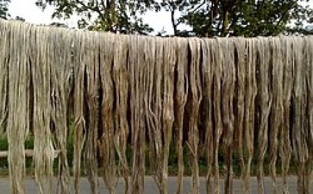 যশোরে পাটচাষীদের ভাগ্যের চাকা ঘুরলো এবার