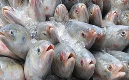 দুর্গাপূজায় ১২০০ টন ইলিশ যাবে ভারতে