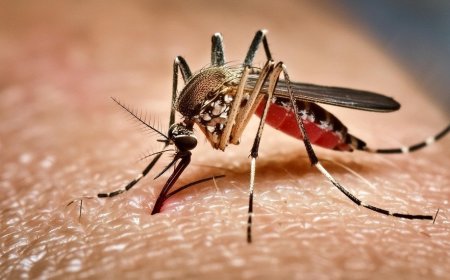 ডেঙ্গু রোগীদের জন্য স্বাস্থ্য অধিদপ্তরের নির্দেশনা 