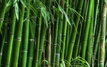 বিশ্ব বাঁশ দিবস আজ  বিশ্ব ডেস্ক 