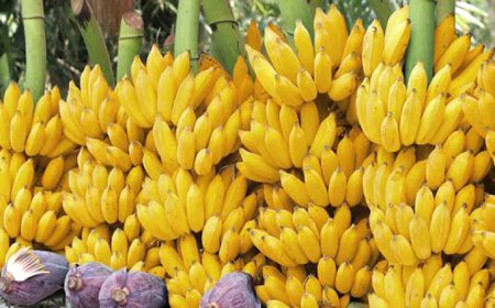 কলার পুষ্টিগুণ ও খাওয়ার সময়