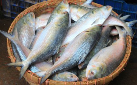 ভারতে গেছে ১৩৬ টন ইলিশ রপ্তানি