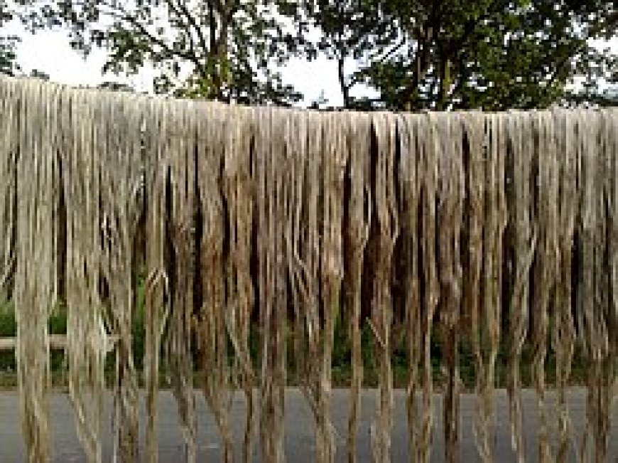 যশোরে পাটচাষীদের ভাগ্যের চাকা ঘুরলো এবার