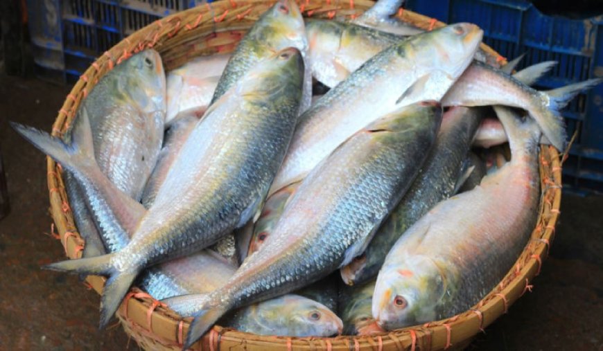ভারতে গেছে ১৩৬ টন ইলিশ রপ্তানি