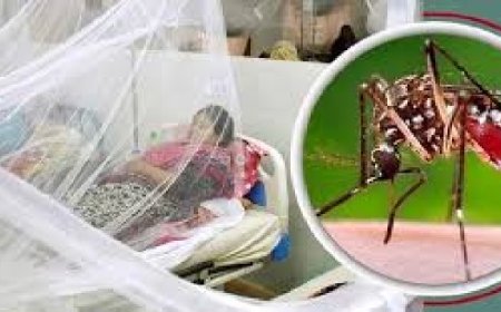 ডেঙ্গুতে ২৪ ঘণ্টায় ১০ জনের মৃত্যু